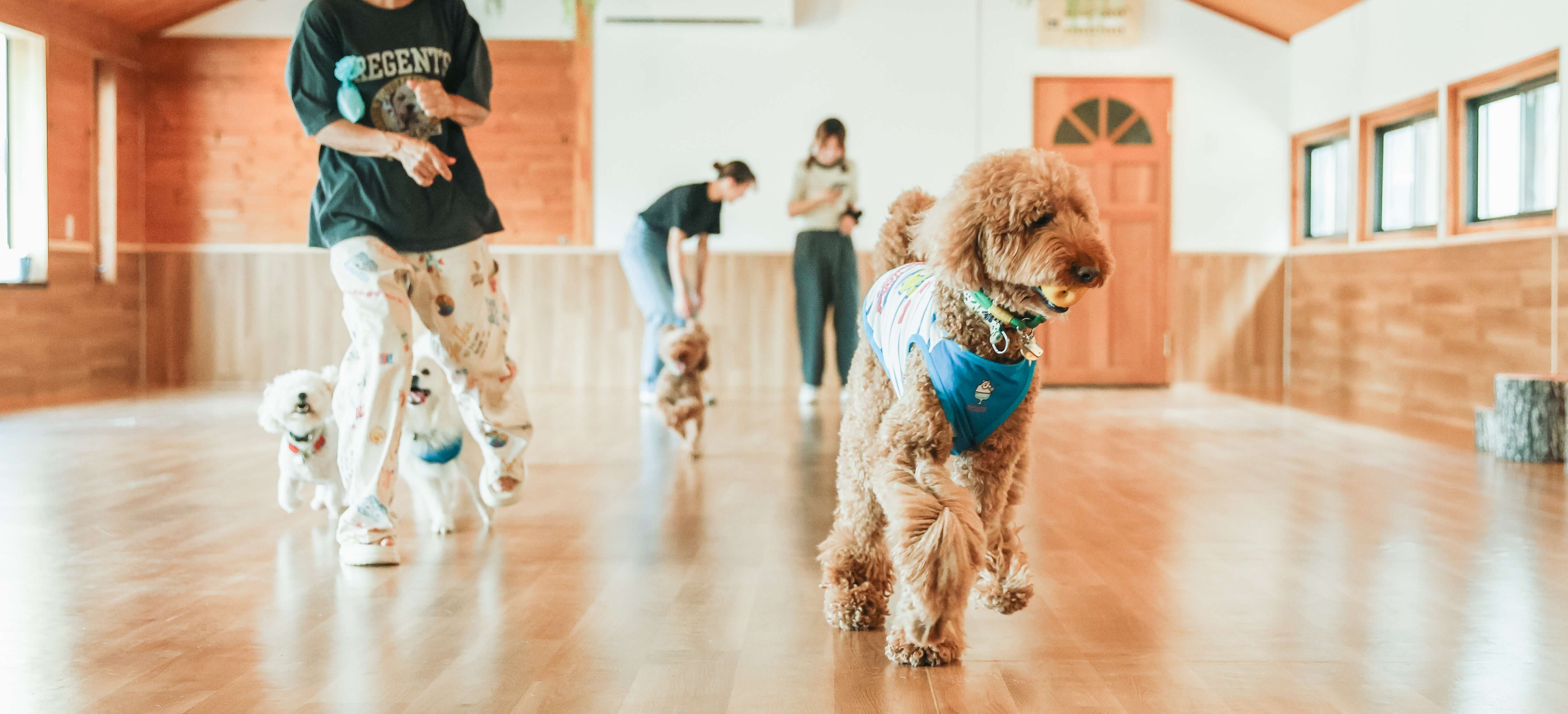 木の温もりを感じられるドックラン